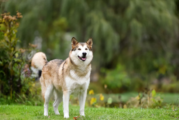 All the Husky Colors to Know